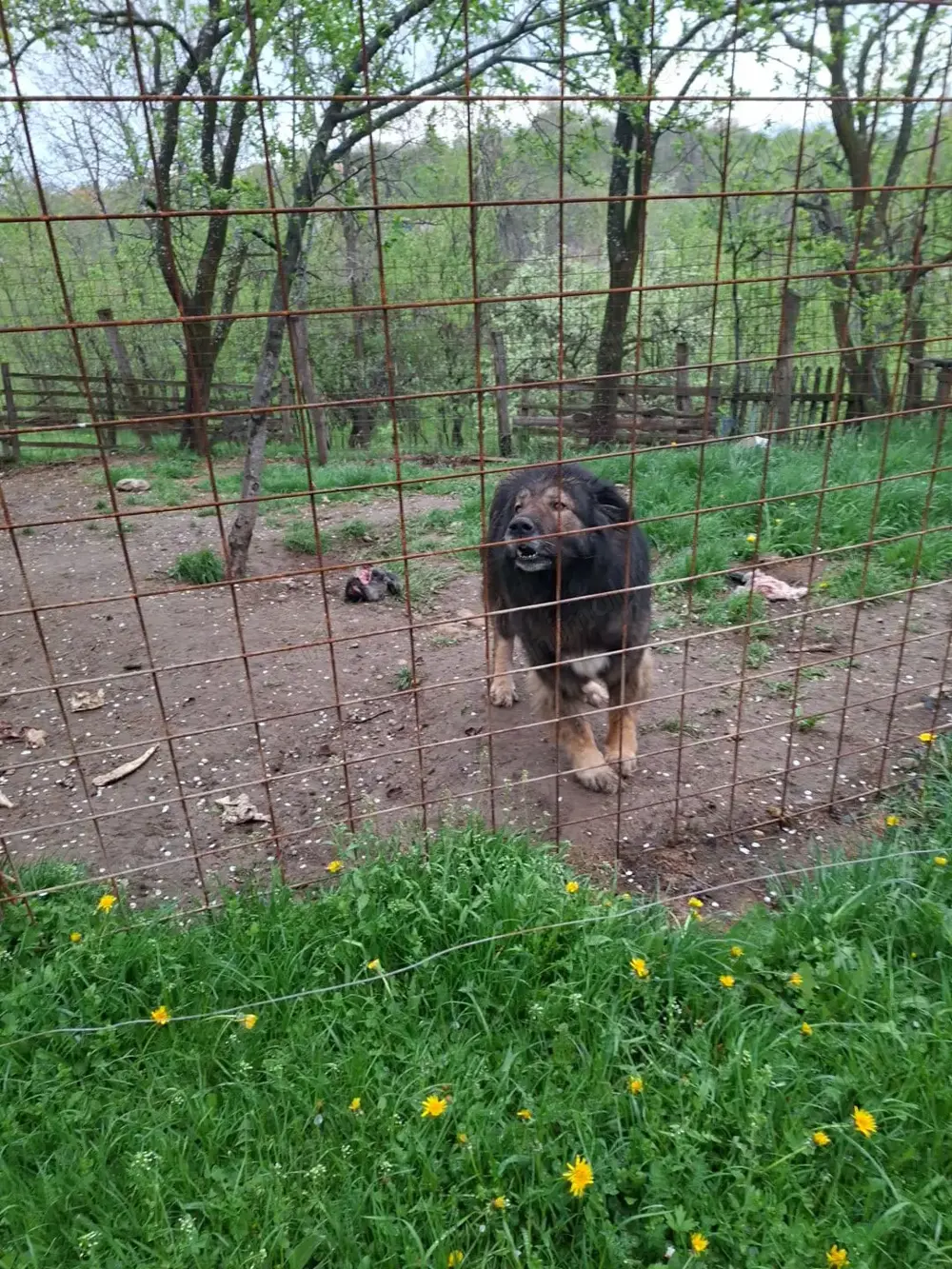 caine ciobanesc caine ciobanesc