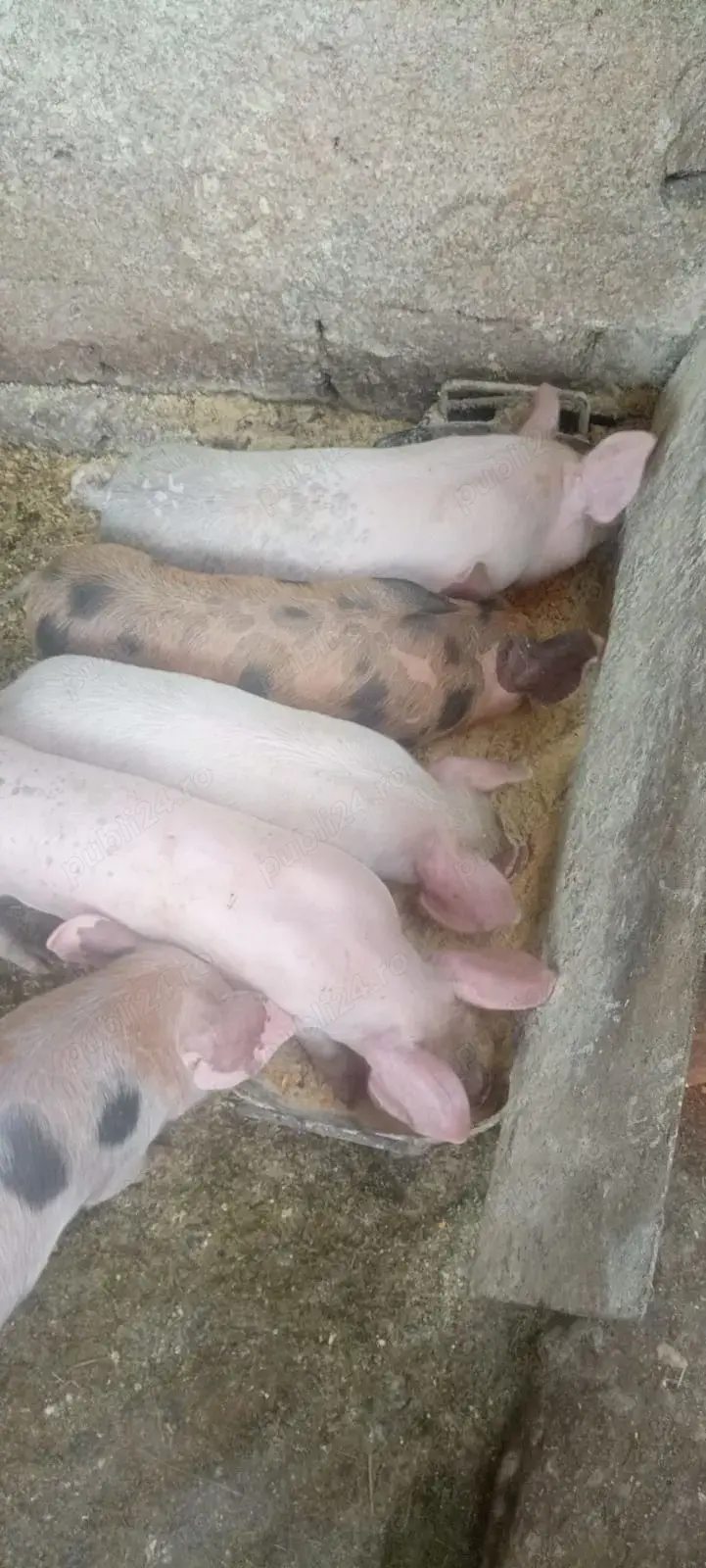 Vând purcei Marele Alb și Pietrain-600lei, negociabil 