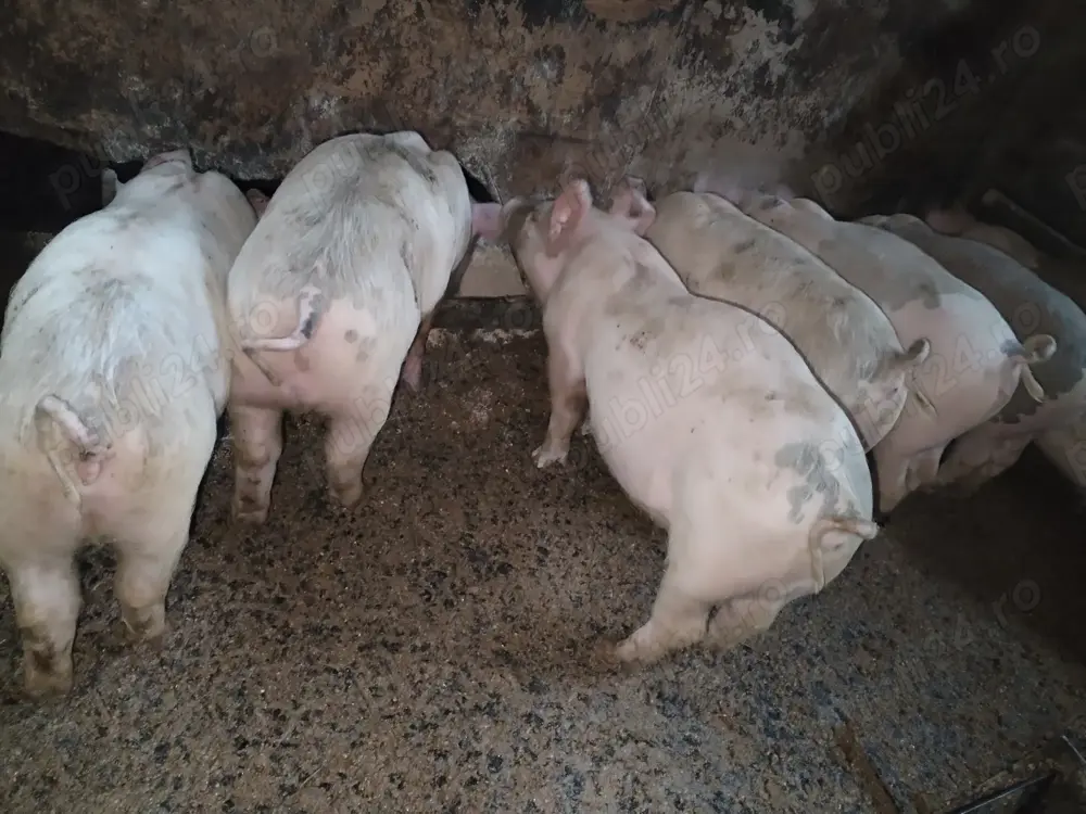 Purcei mari 11 săptămâni 