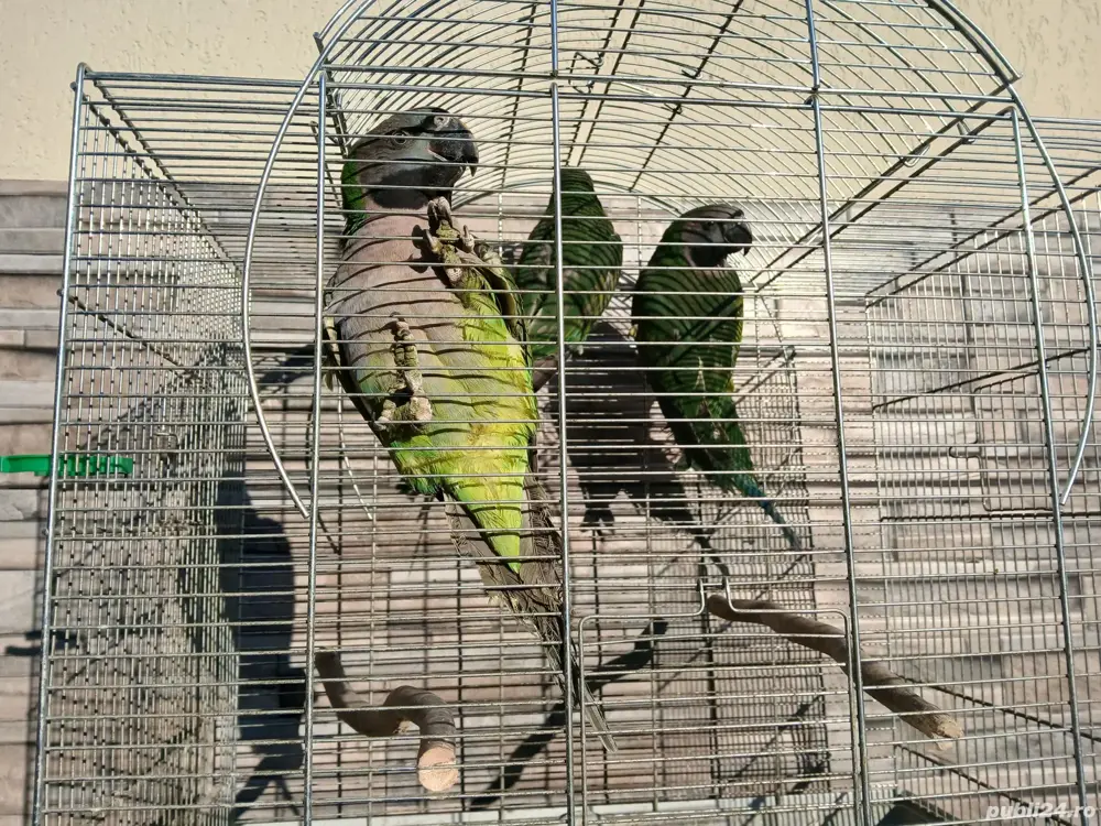 papagali Marele Alexandru si China Derby  papagali Marele Alexandru si China Derby