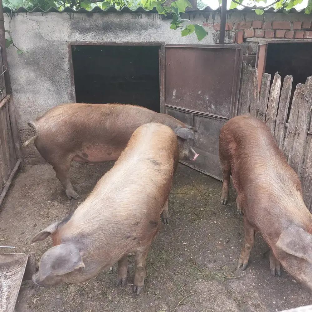 vând porc  vând porc