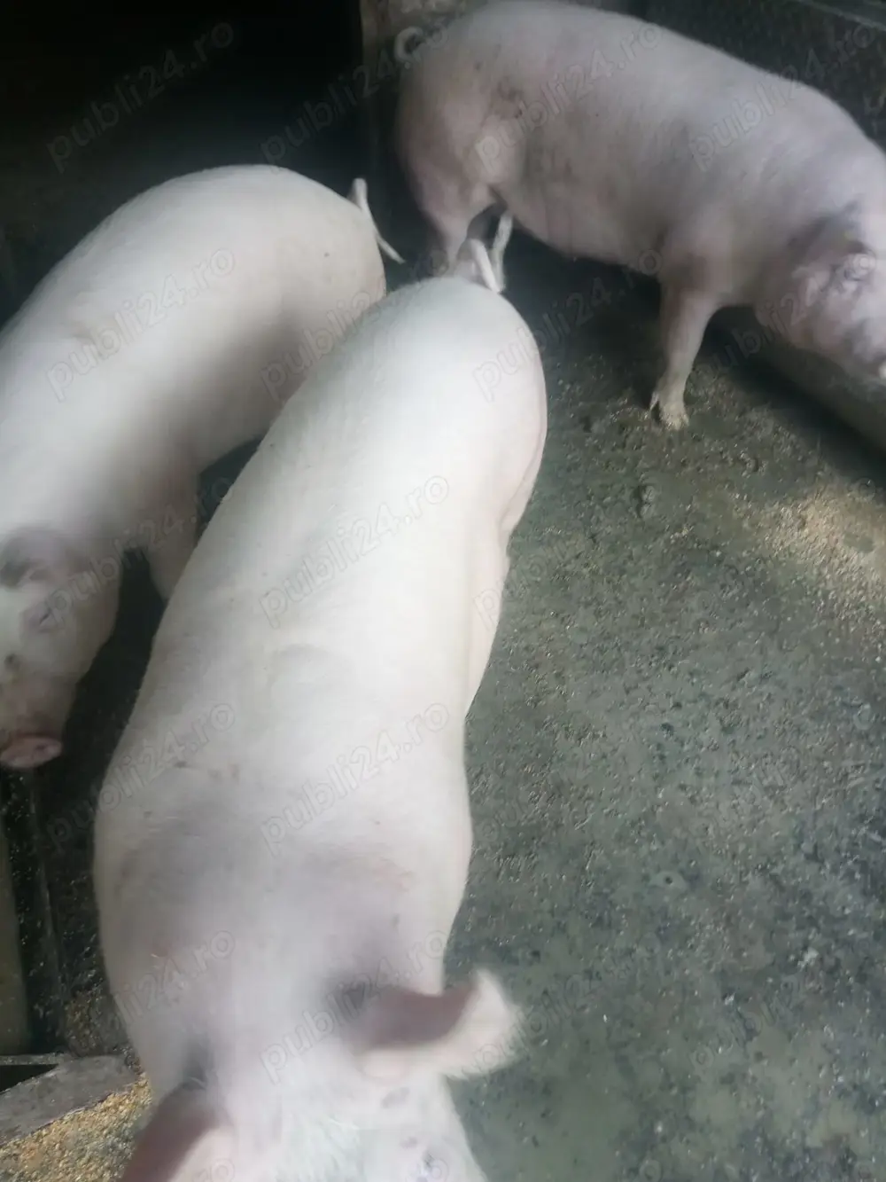 Porci marele alb Porci marele alb