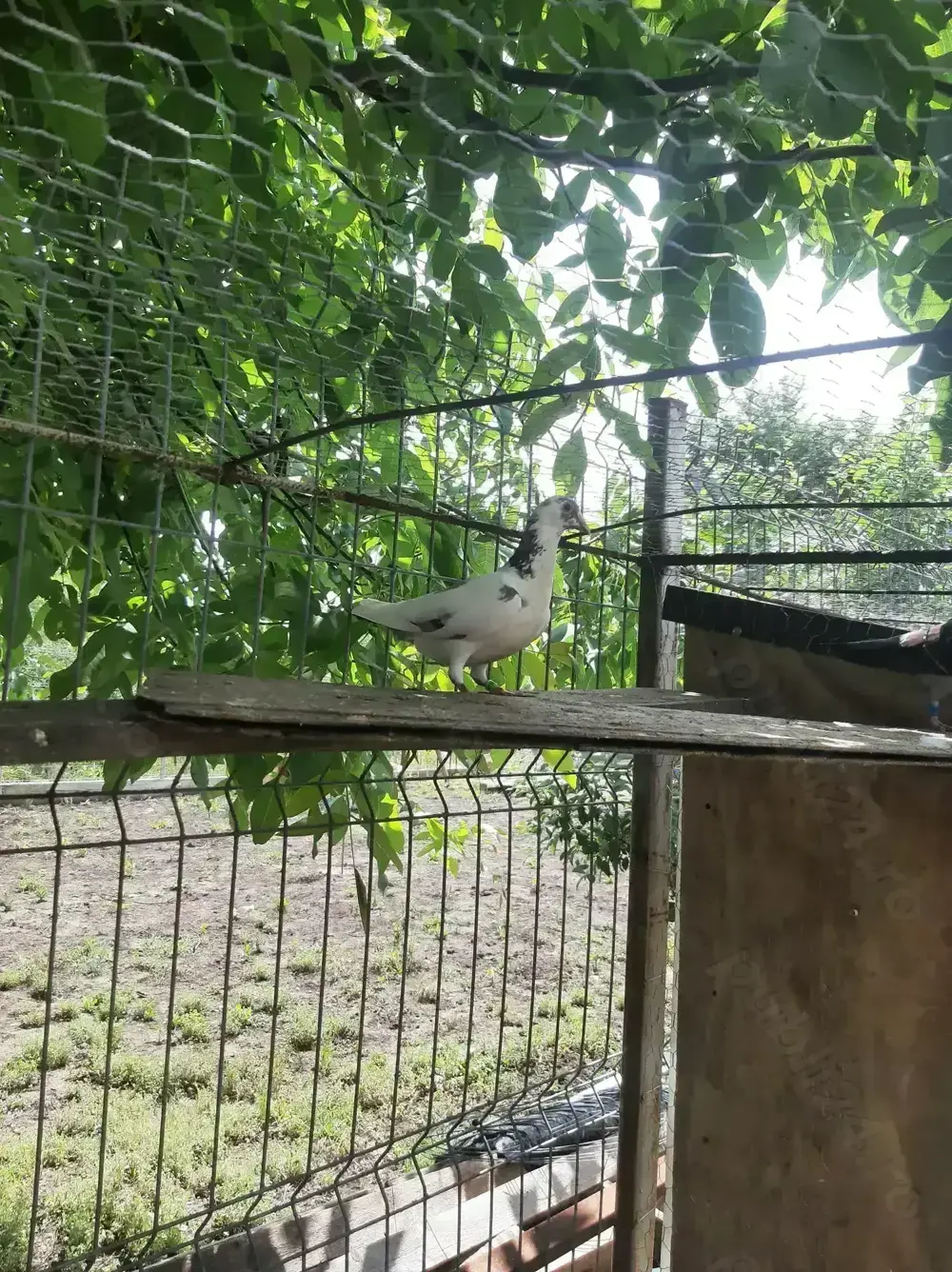 Pui porumbei voiajori, culori deosebite.