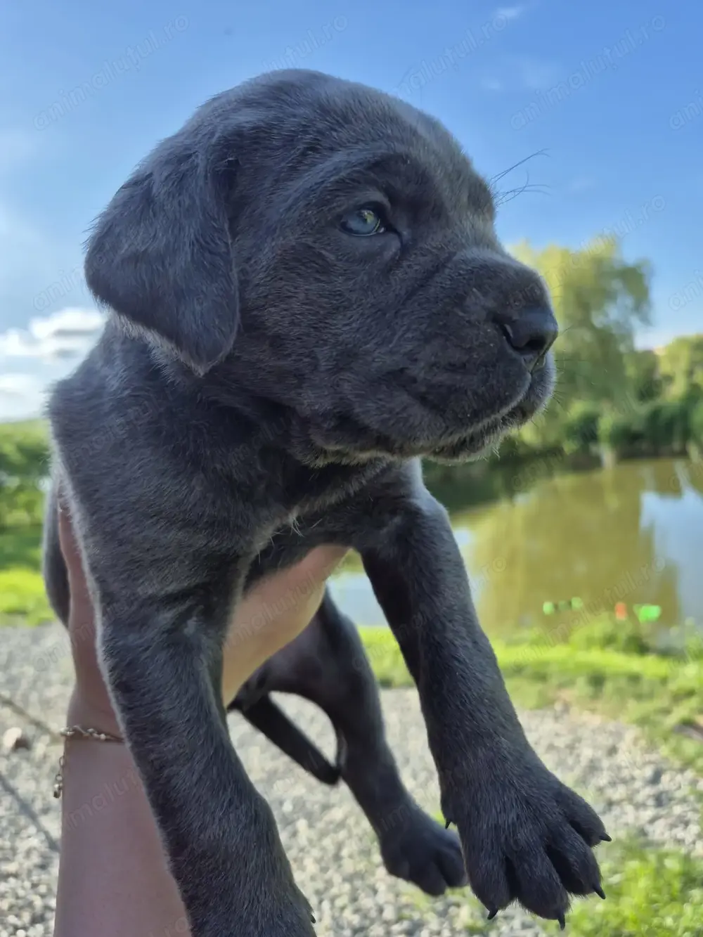 Catei Cane Corso