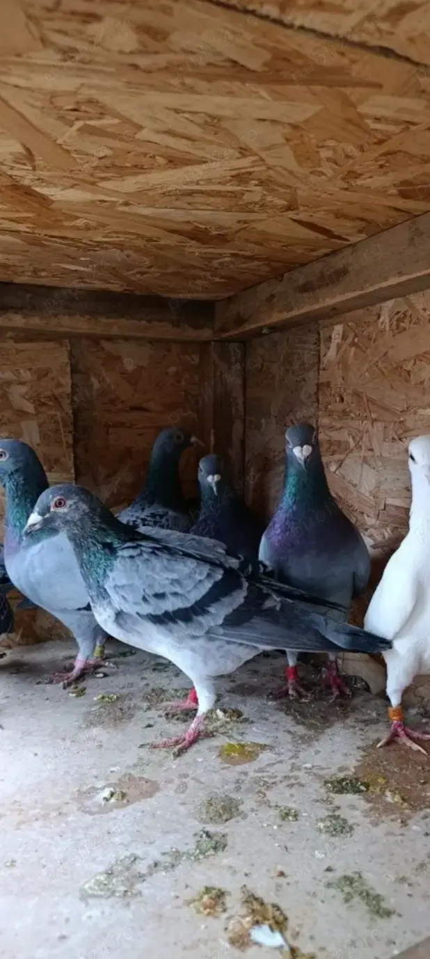 Porumbei voiajori matca și pui Porumbei voiajori matca și pui