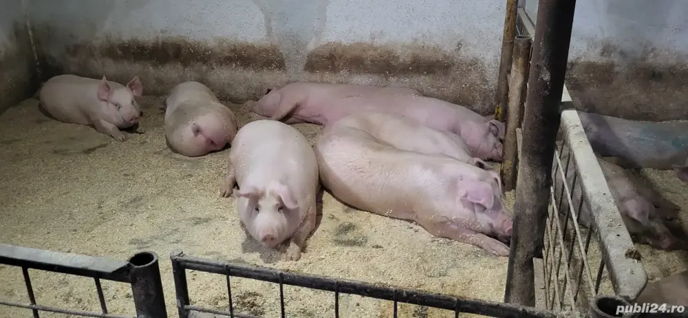 porci de vanzare porci de vanzare
