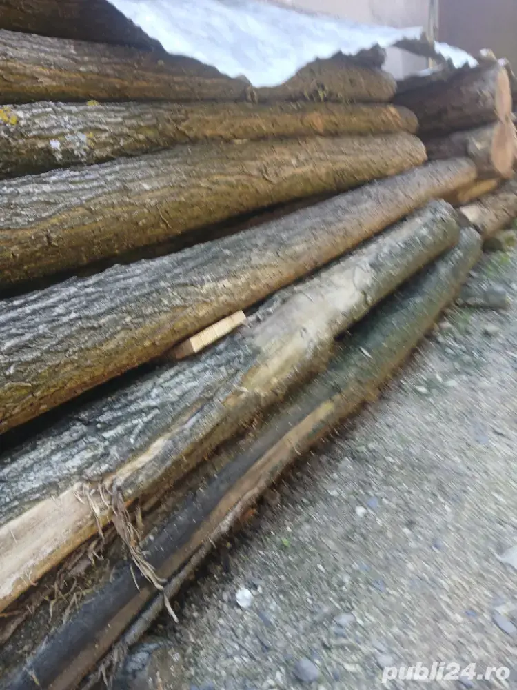 vand stalpi de salcam