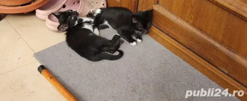 Donez pui de pisica  Donez pui de pisica