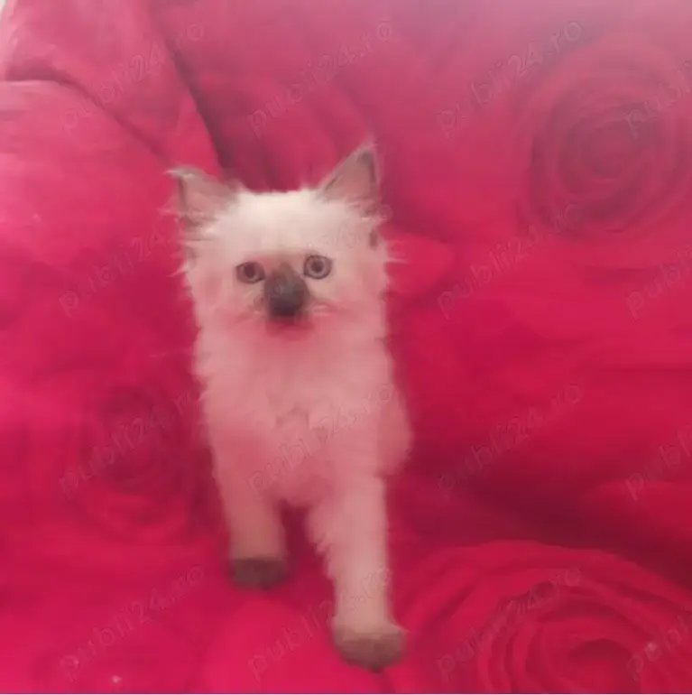 Pui rasa birmaneza Pui rasa birmaneza