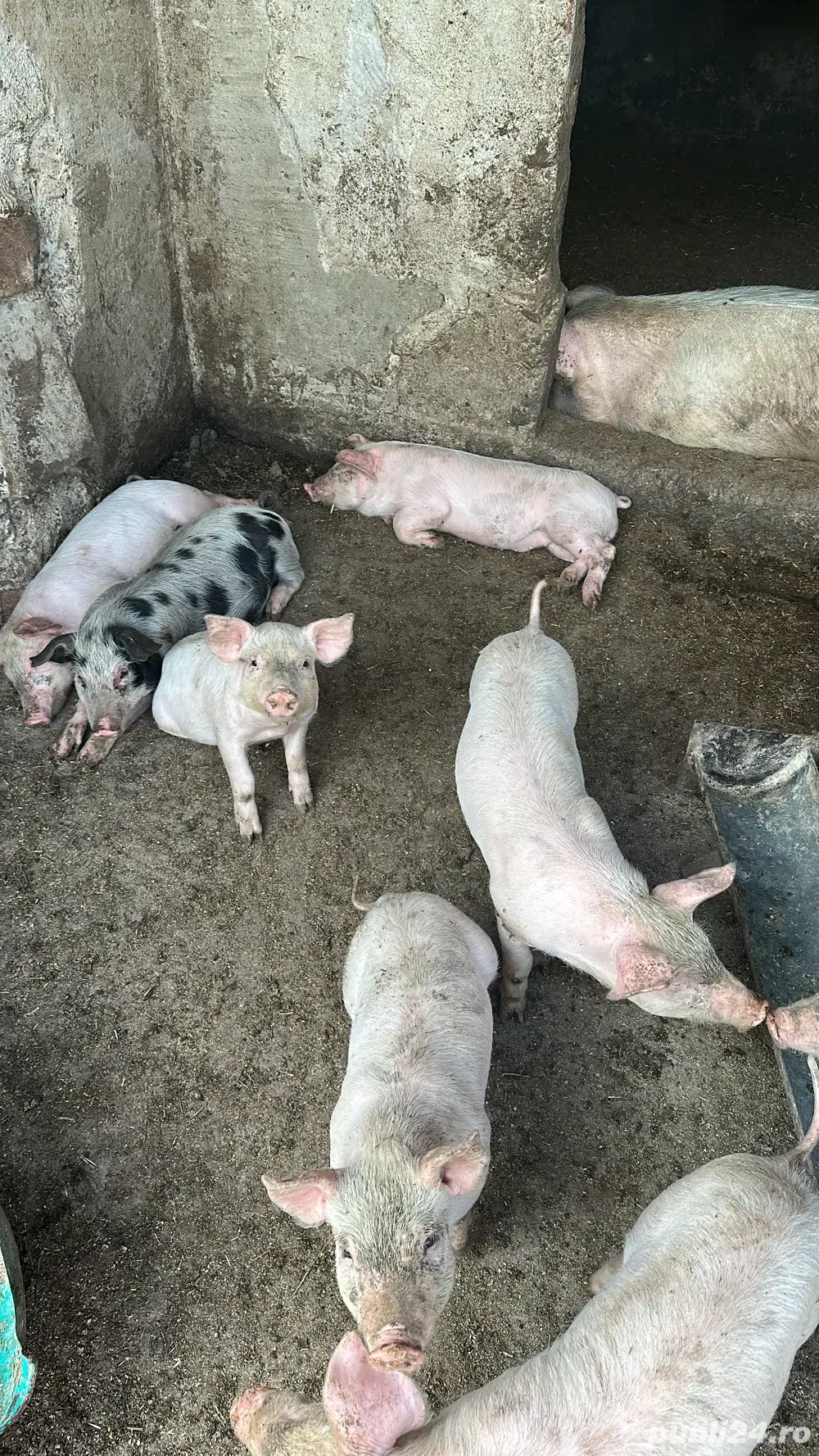 Purcei de vanzare Purcei de vanzare