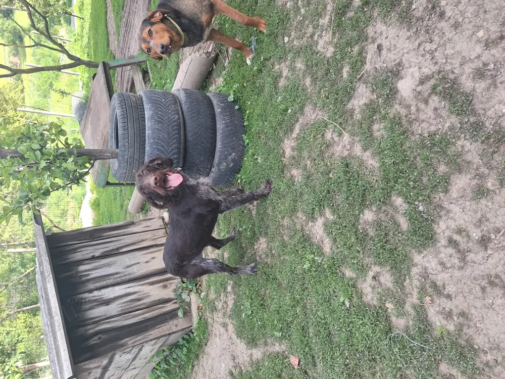 Vând cățelușe brac 