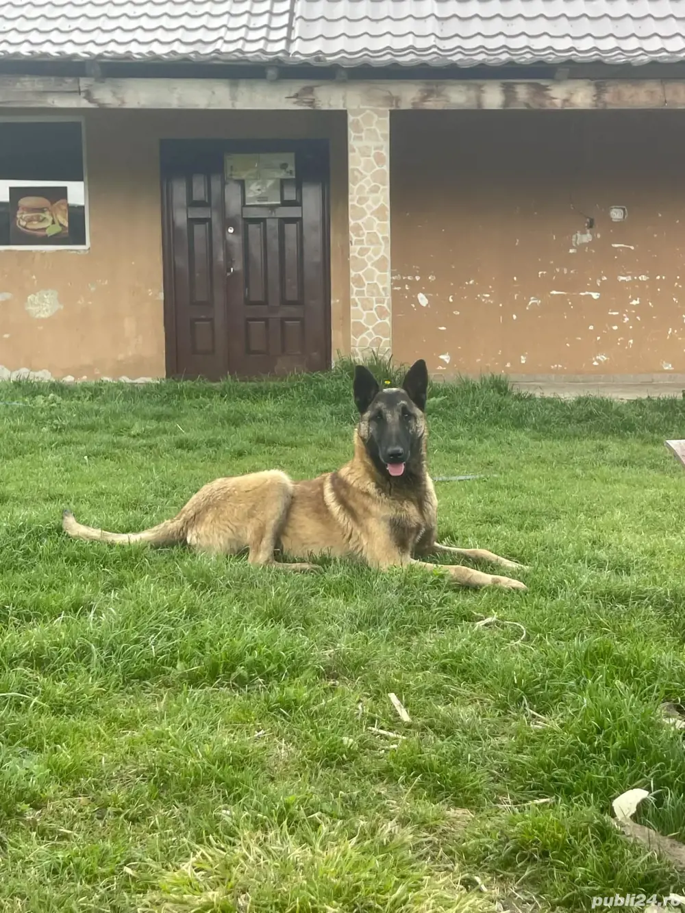 Mascul Malinois lup belgian  Mascul Malinois lup belgian