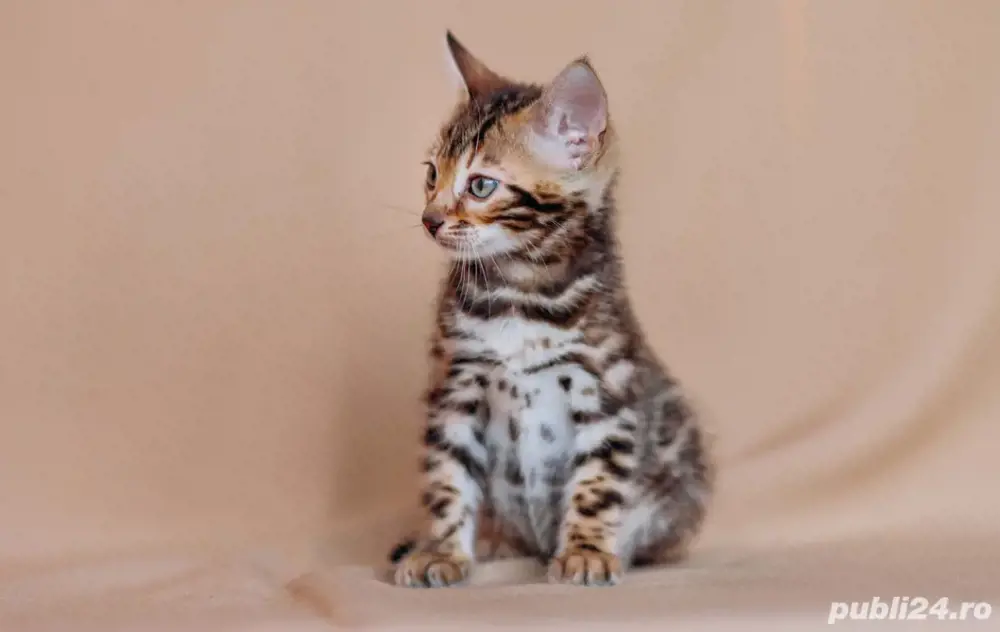 Bengal kat 