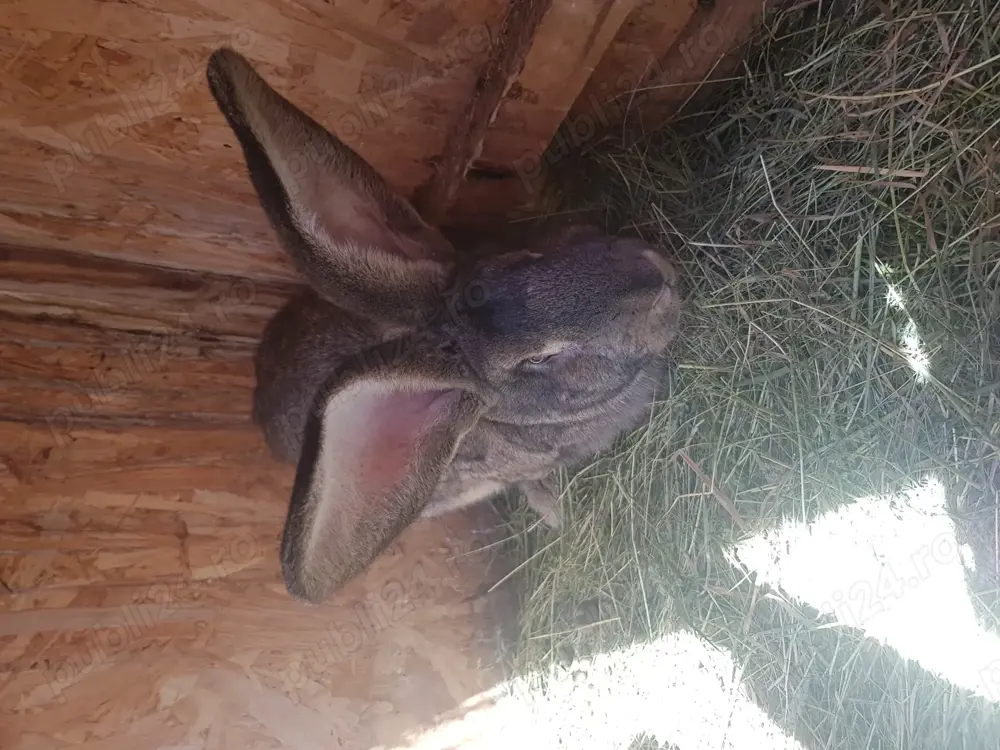 Se vinde iepuri Urias german