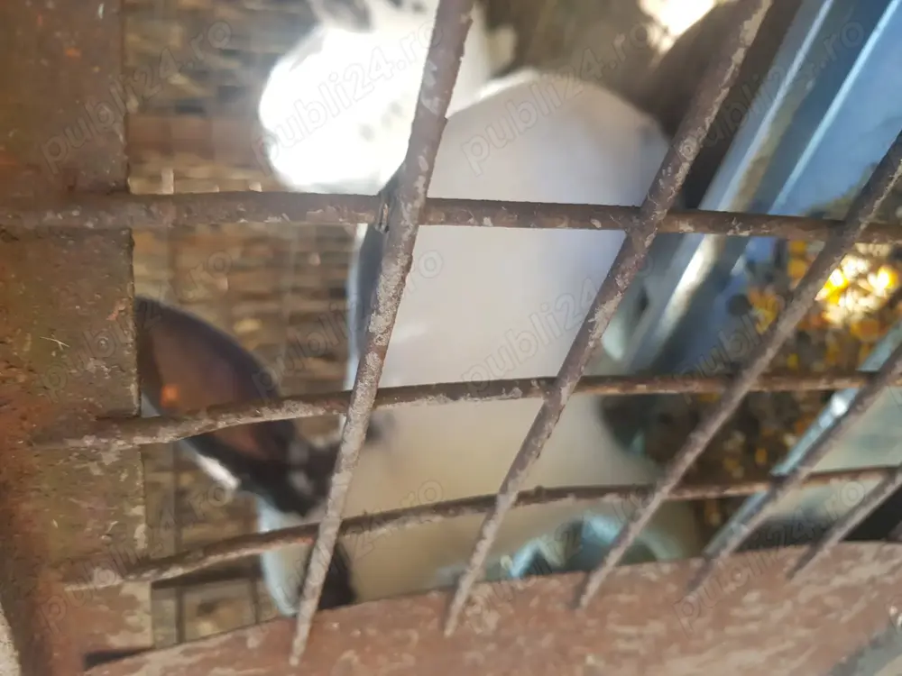 Vand iepuri Fluture german