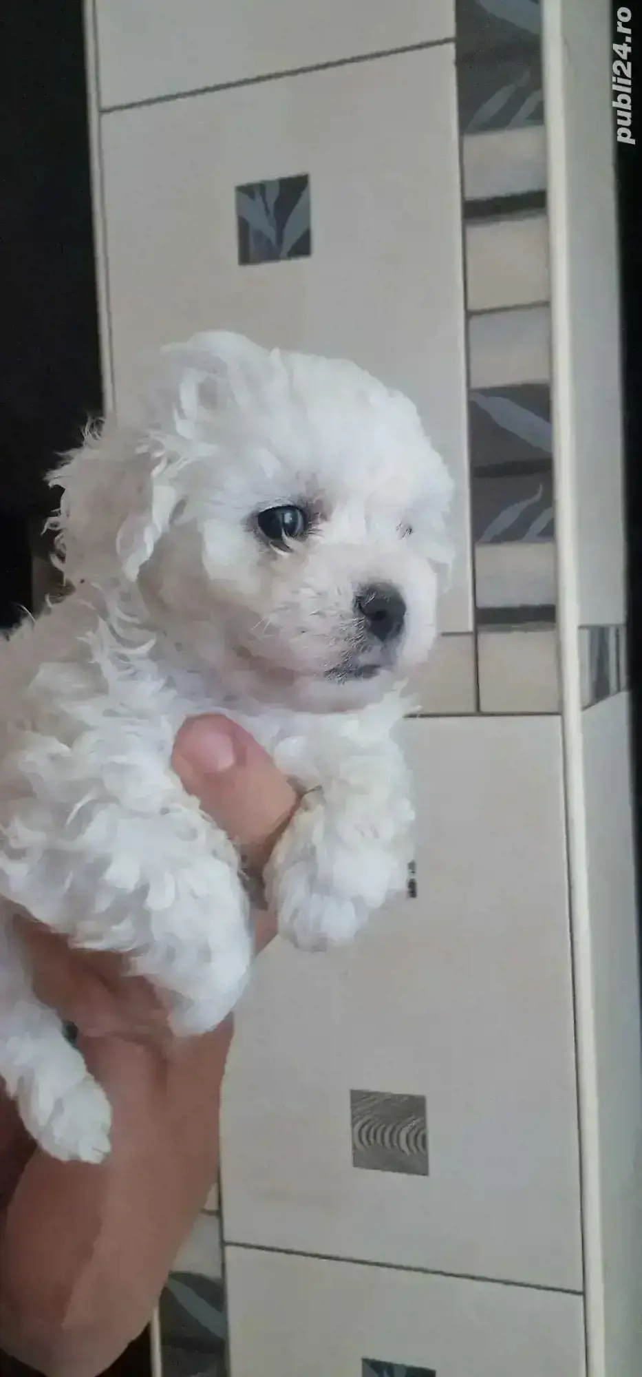 Fetita bichon maltese rasa pura Fetita bichon maltese rasa pura