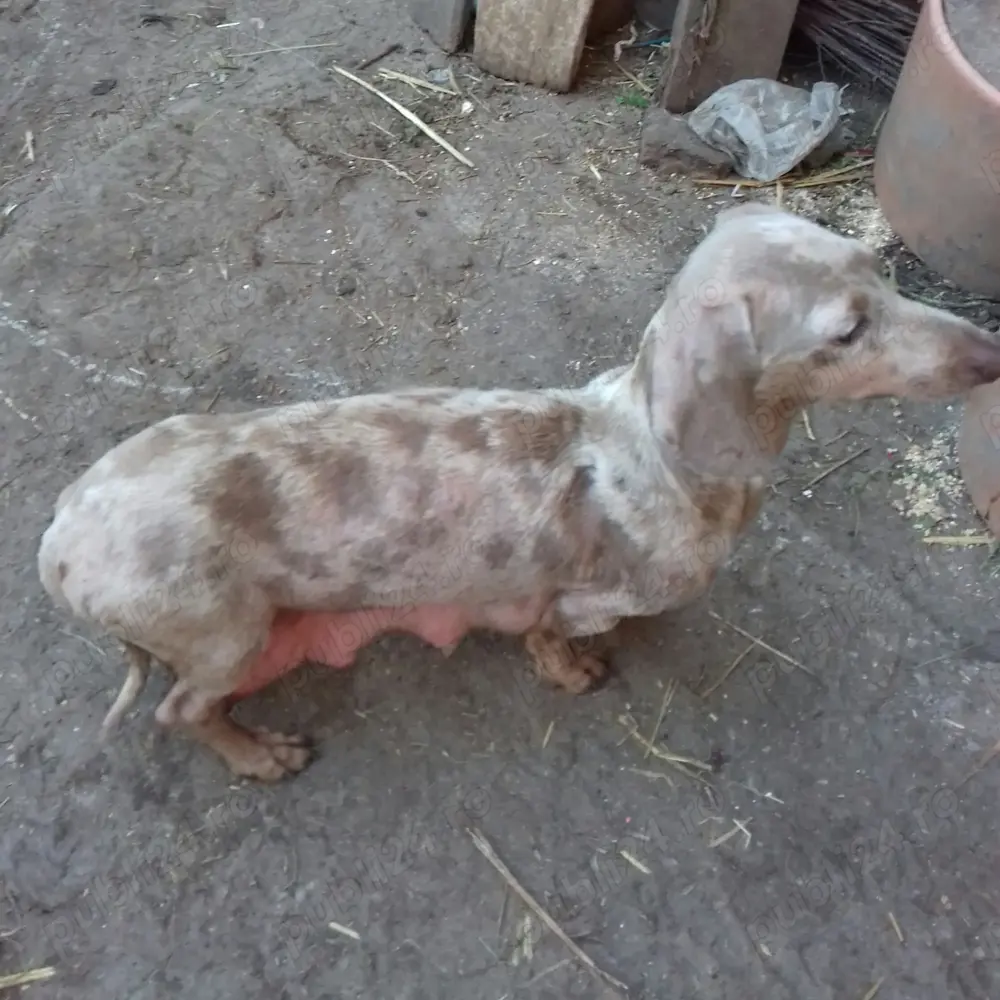 Vand catelusi rasa pura soricar Vand catelusi rasa pura soricar