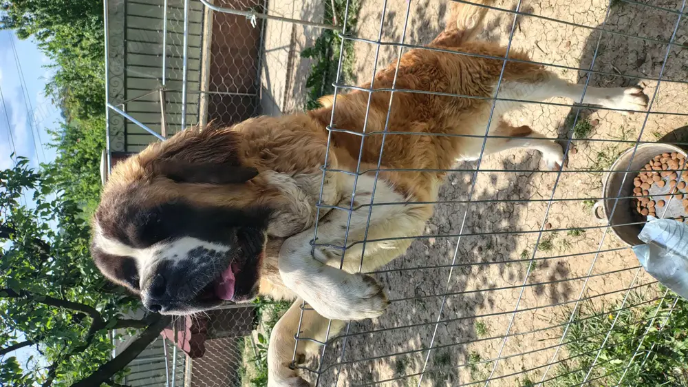 Saint Bernard vârstă 1 an(15 august)