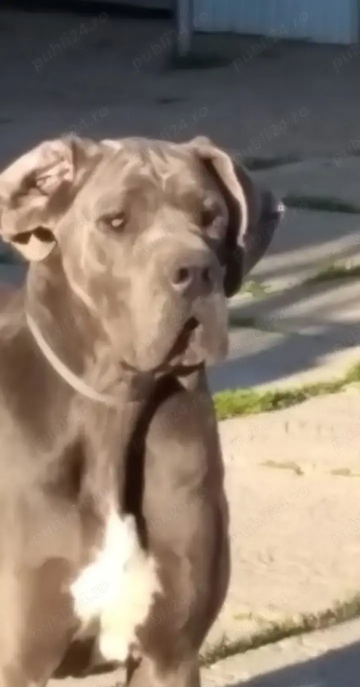 Dog german (marele danez) Dog german (marele danez)