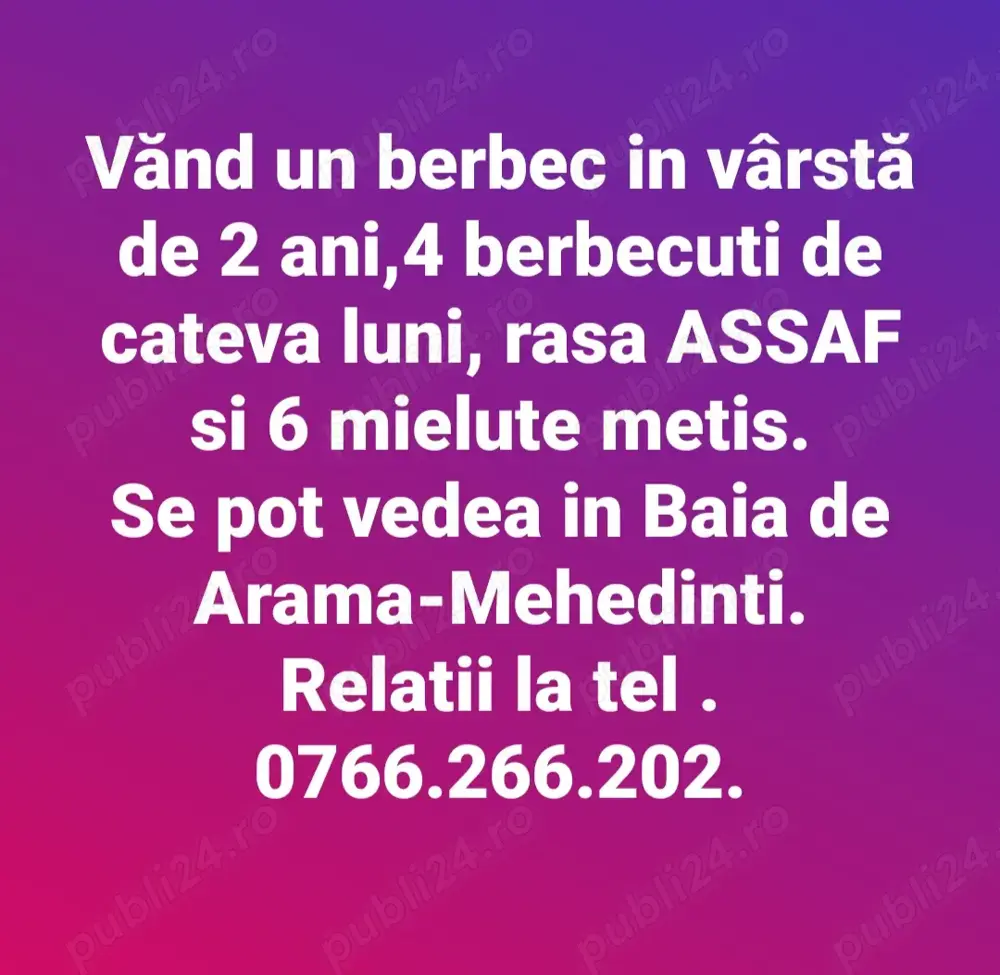 Vand berbec si berbecuti rasa Assaf Vand berbec si berbecuti rasa Assaf