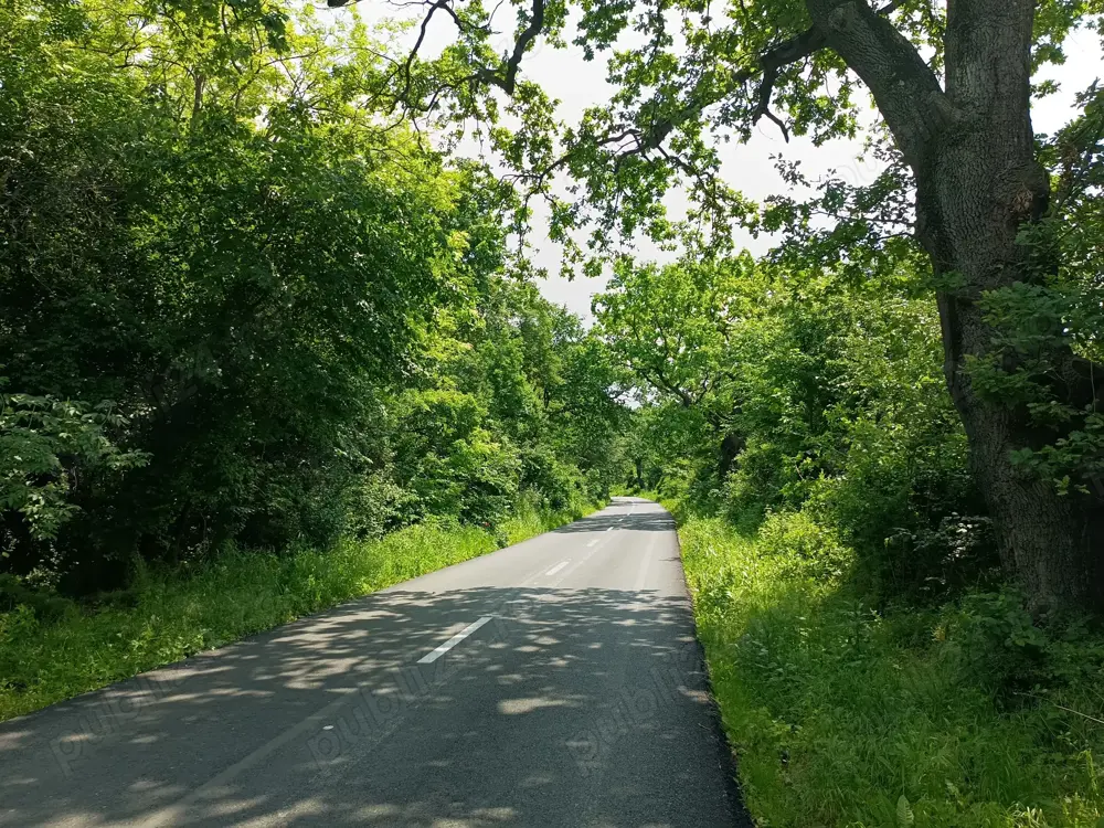 Teren extravilan pădure 