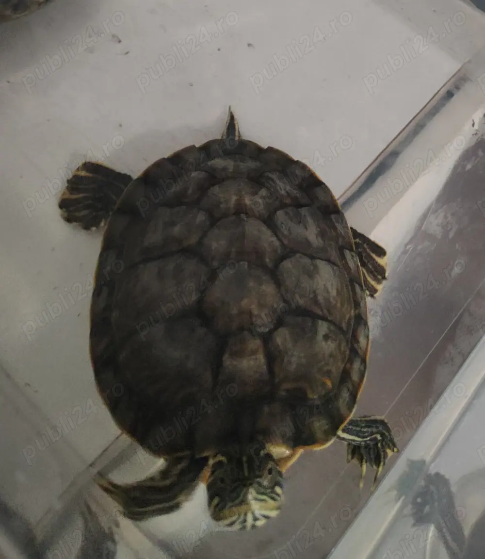 Vindem broasca țestoasă, cu acvariu și filtru de apa. Are 3 ani și e vioaie. 