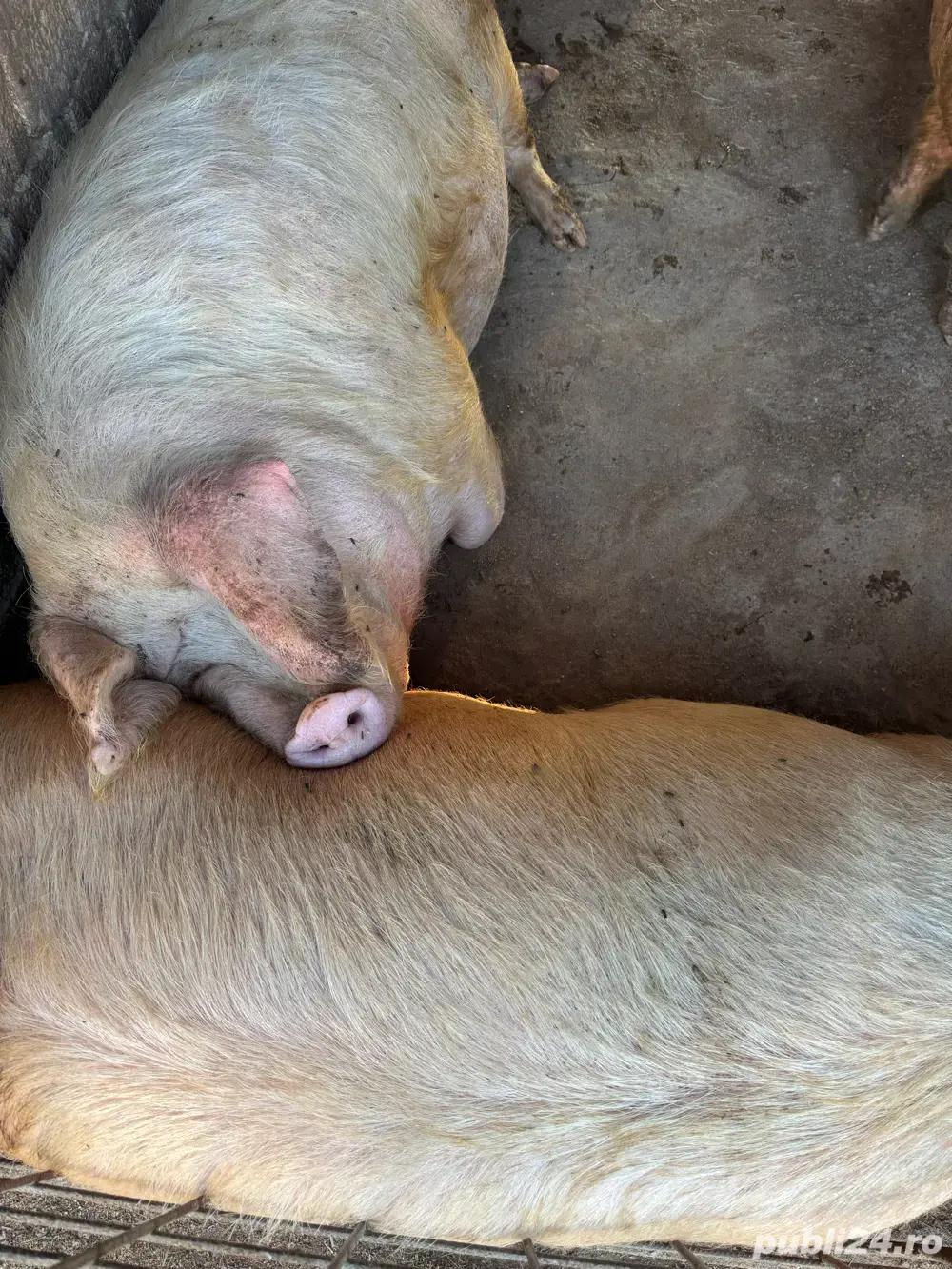 Porci.   de vanzare 