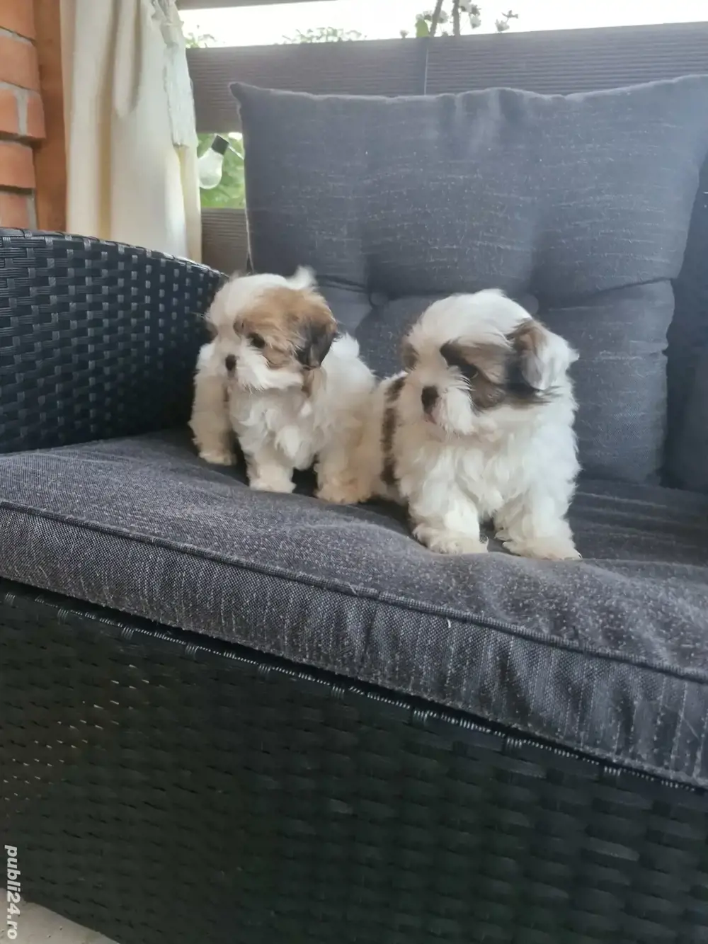 Shih tzu pui