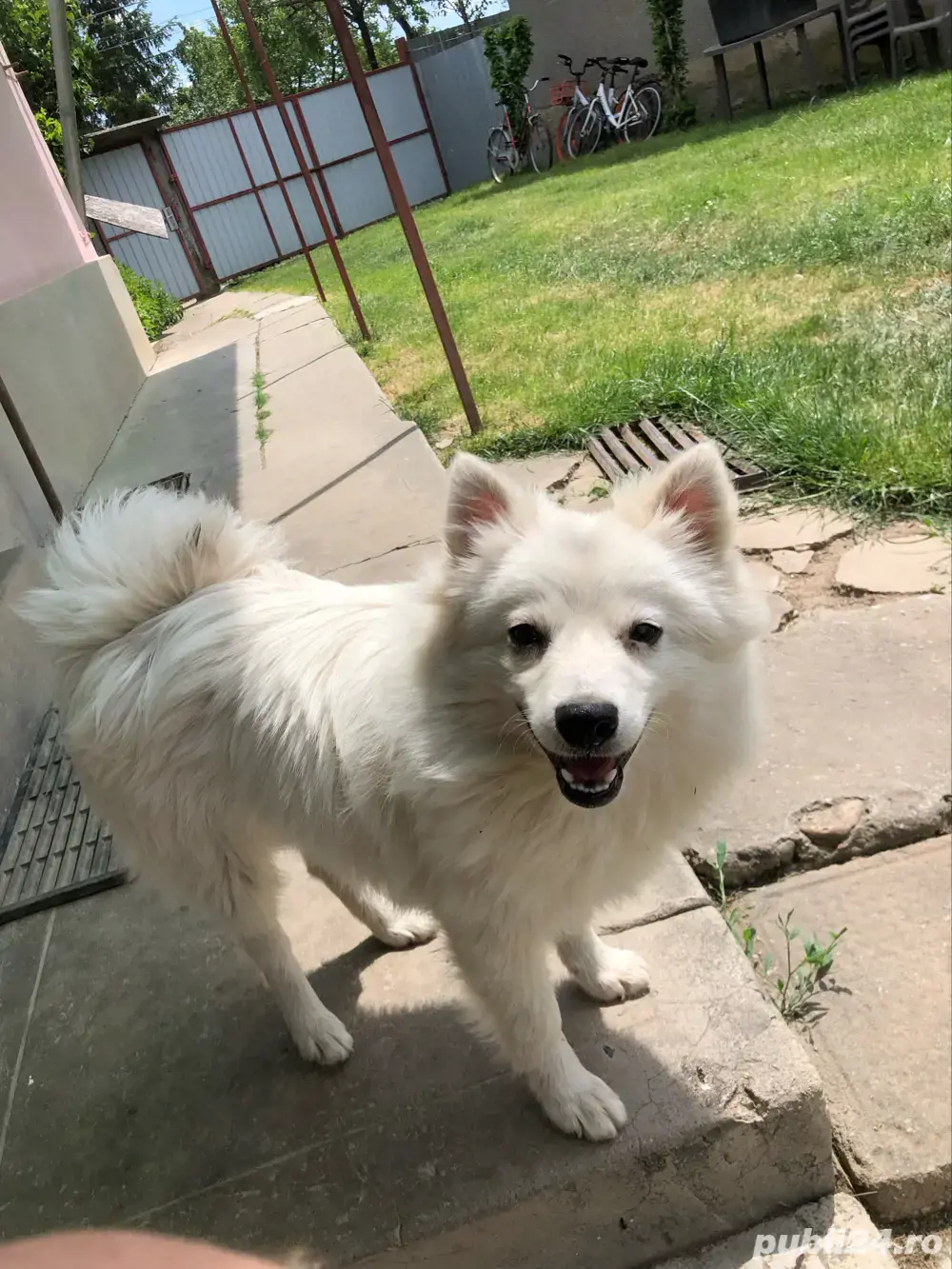 Spit japonez  Spit japonez