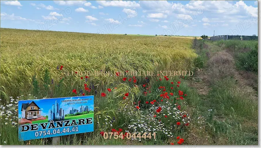 Teren intravilan de vanzare in Lazu 5000mp