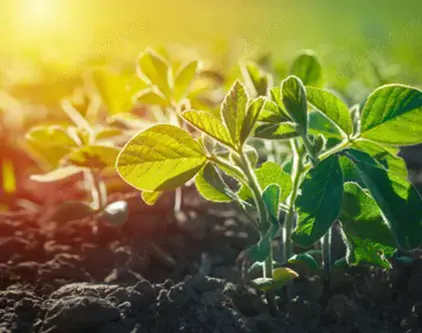 Angajam Muncitor necalificat la ambalarea produselor - fabrica Bunge din Buzau