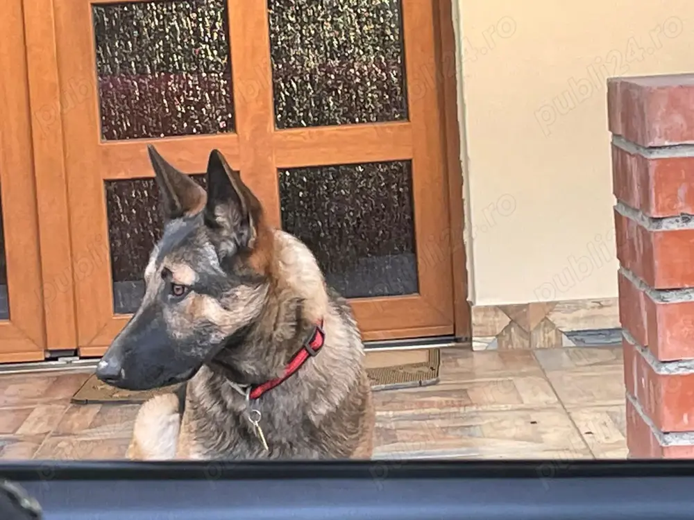 Ciobănesc german linia de lucru