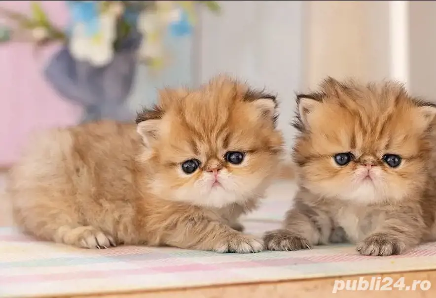 Persane golden  Persane golden