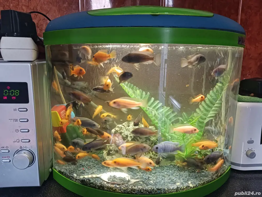 ciclide africane ciclide africane