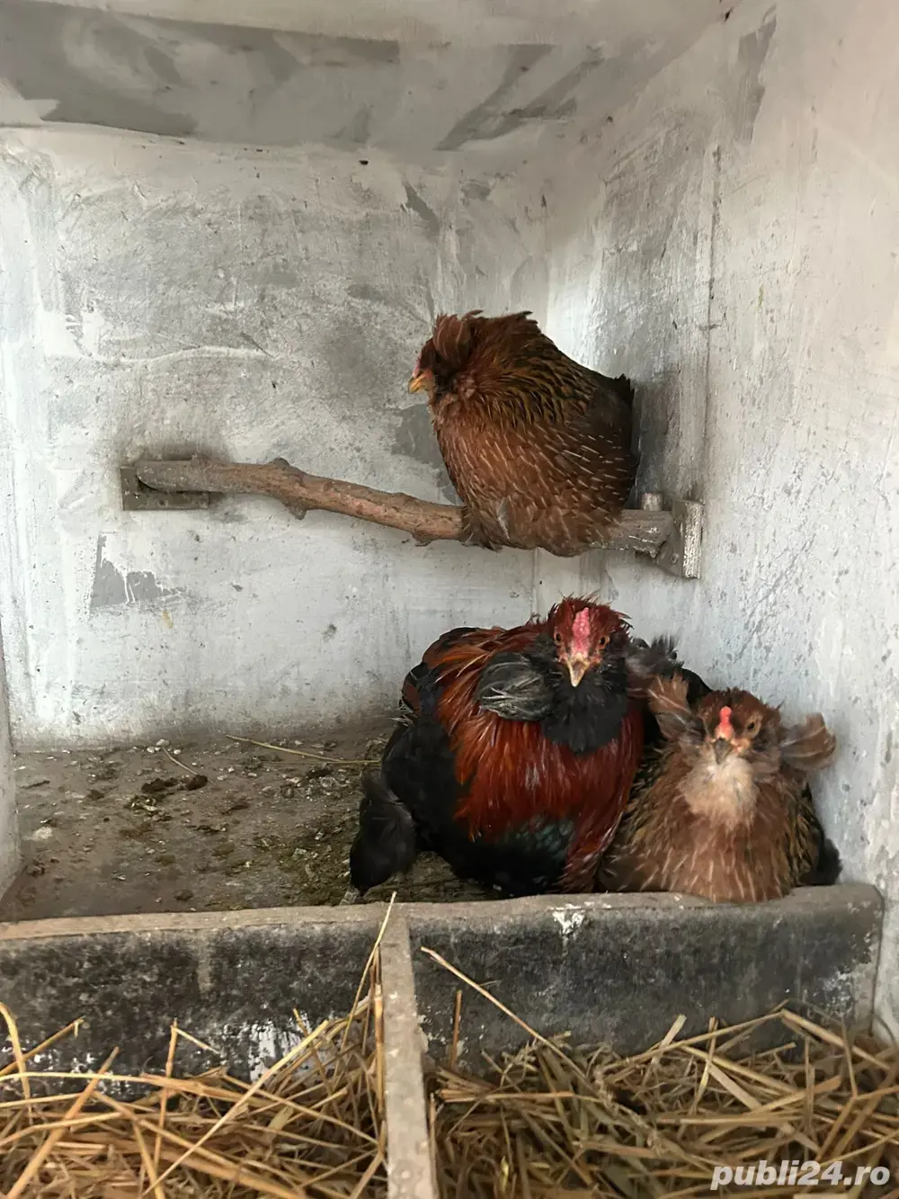 Angajez gospodar ferma