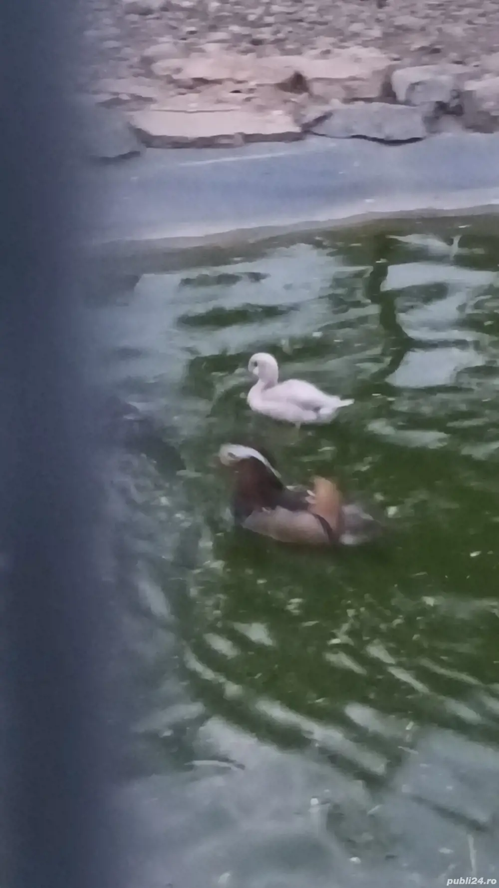 rate caroline si lebede