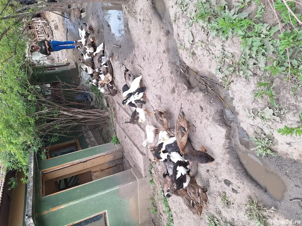 rate romanesti rate romanesti