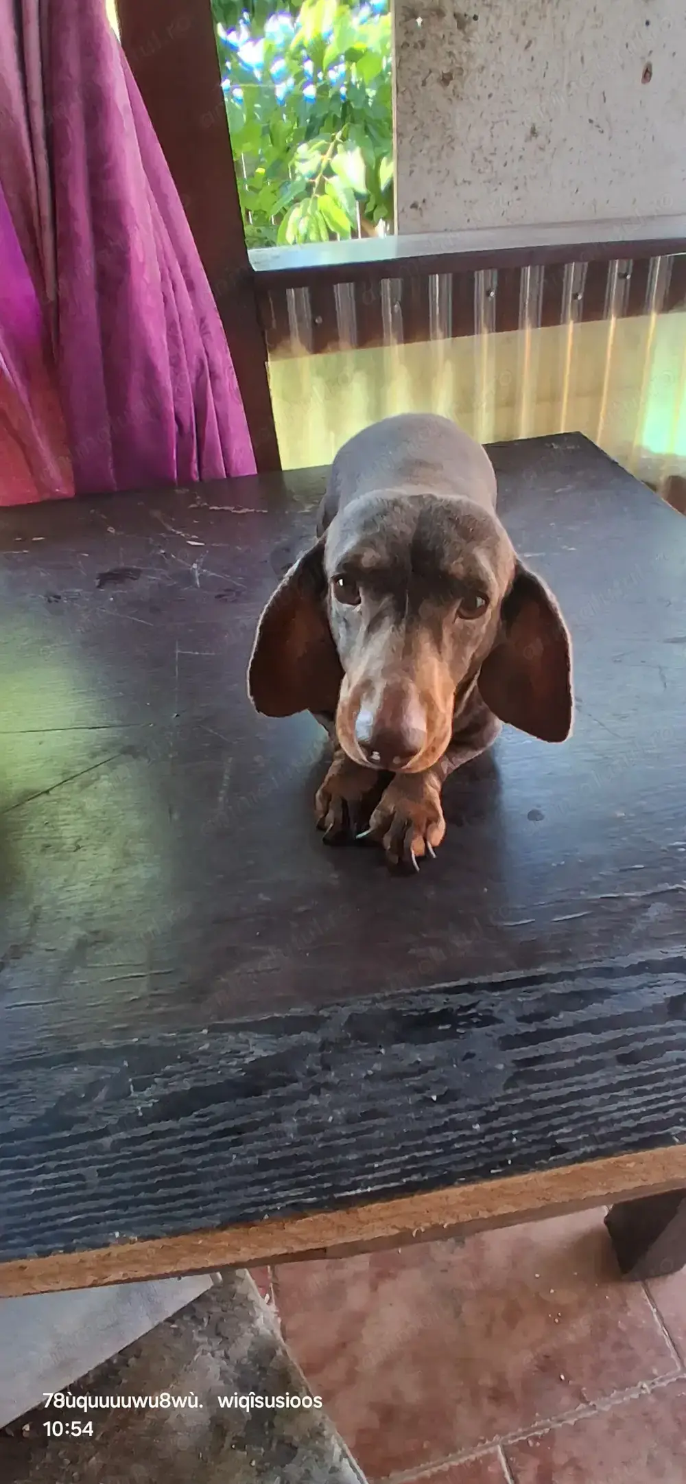 Vând Teckel Mascul Ciocolatiu de 3 ani