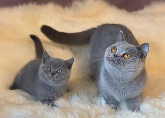 Pui pisică Chartreux rasă pură! Asigur transport 