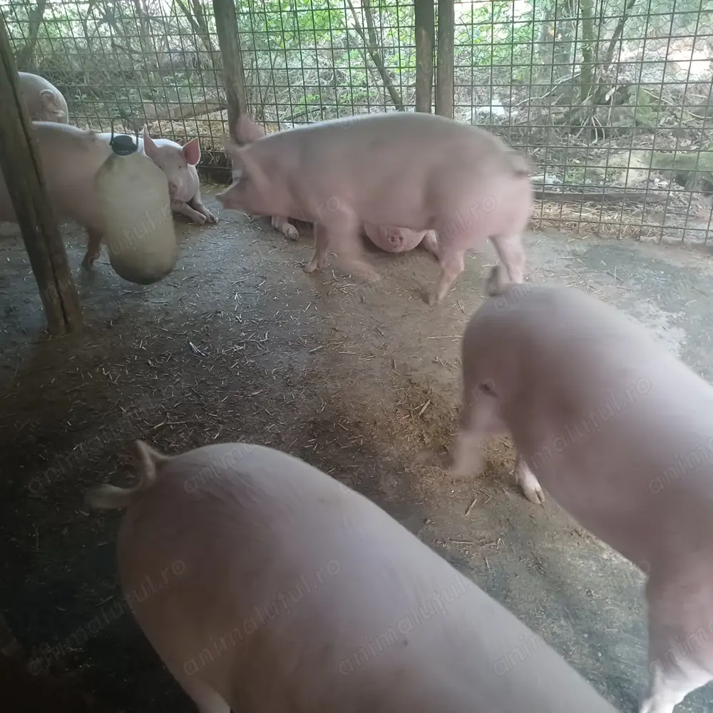 Vând porci grași greutate între 100 170de  kg Vând porci grași greutate între 100 170de  kg