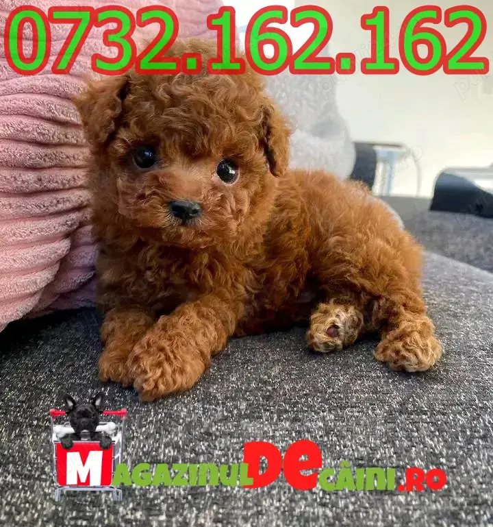 LA OFERTA Cumpara legal Caniche Pitic cu FACTURA,Carnet,Inregistrare,Microcip-Livrare la Brasov