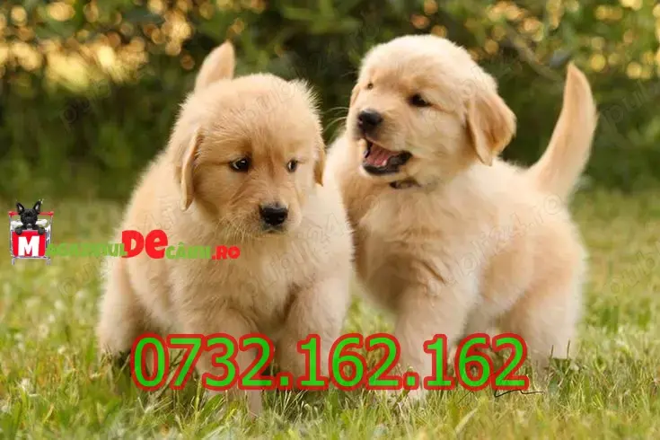 HRANA GRATUITA- Golden Retriever cu Factura,Garantie,Microcip,Carnet-Livrare la Brasov