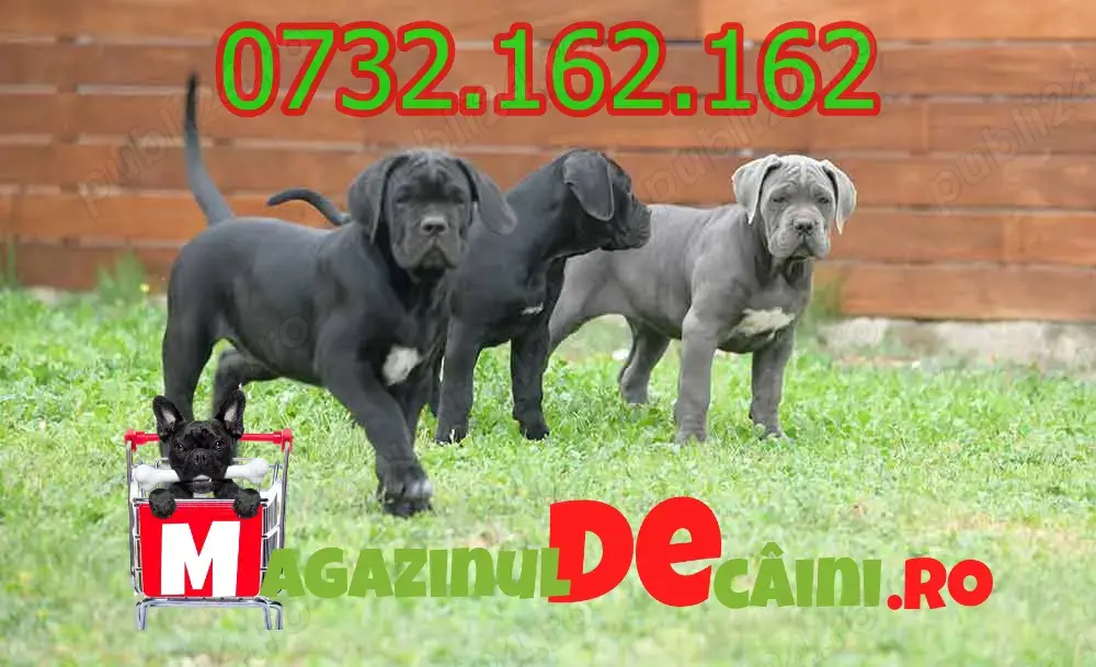 Cumpara legal catei Cane Corso cu Factura,Carnet,Microcip,Garantie-Livrare la Timisoara