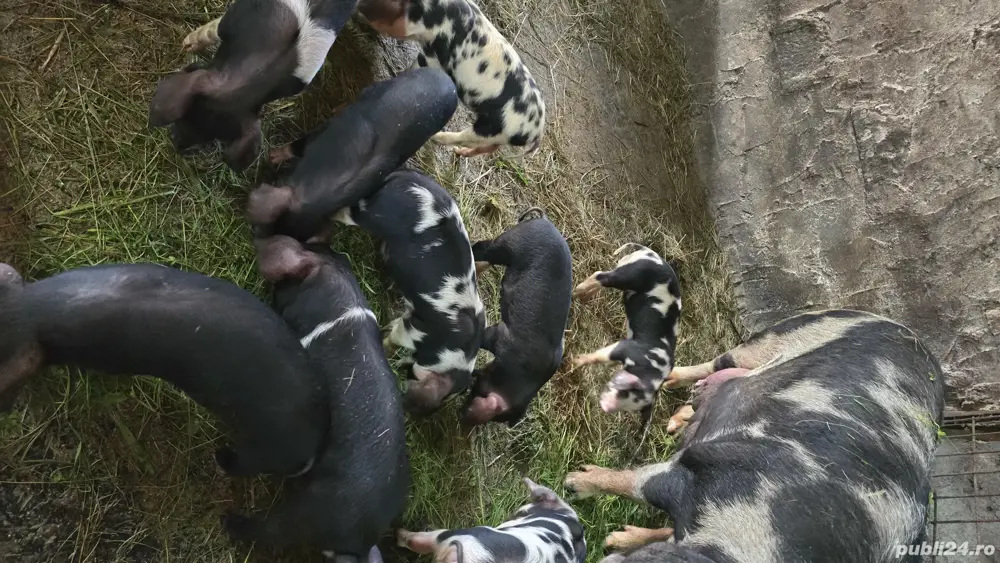 Caut un baiat la munca 