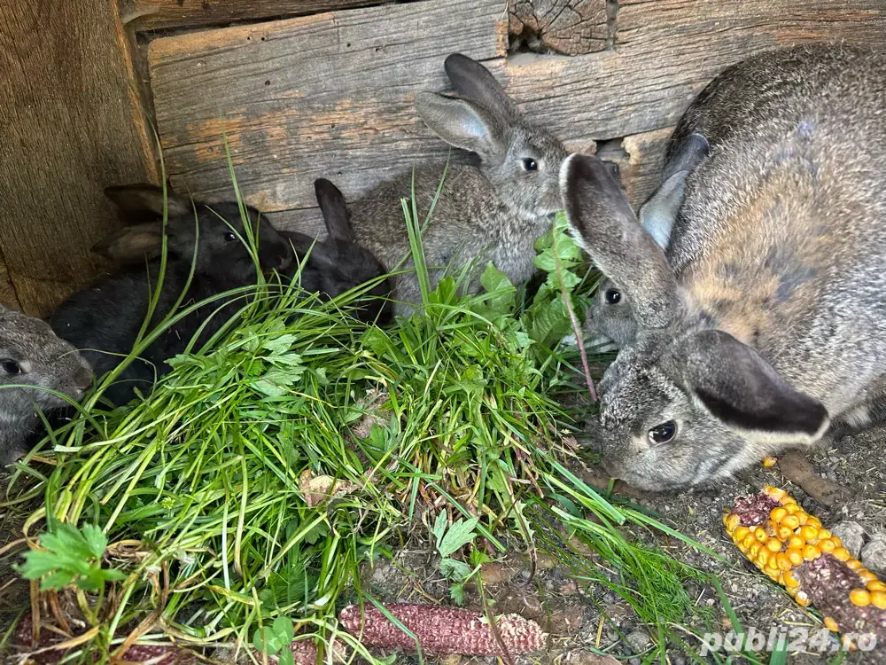 Iepurasi rasa comuna