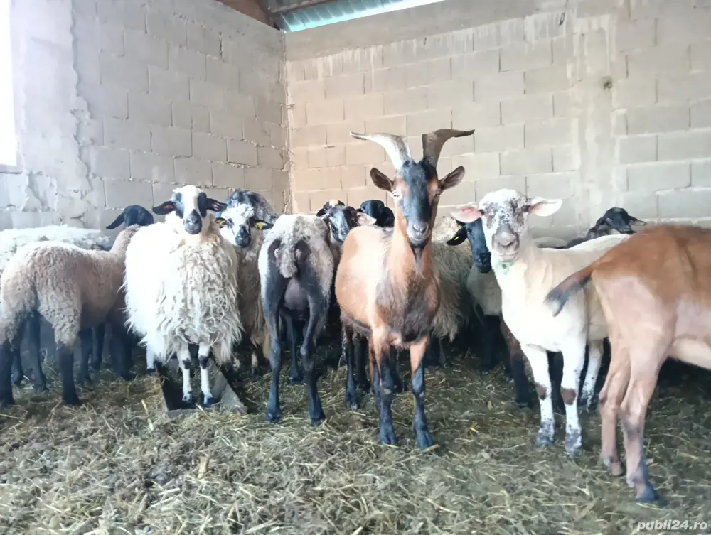 vand tap alpin francez 