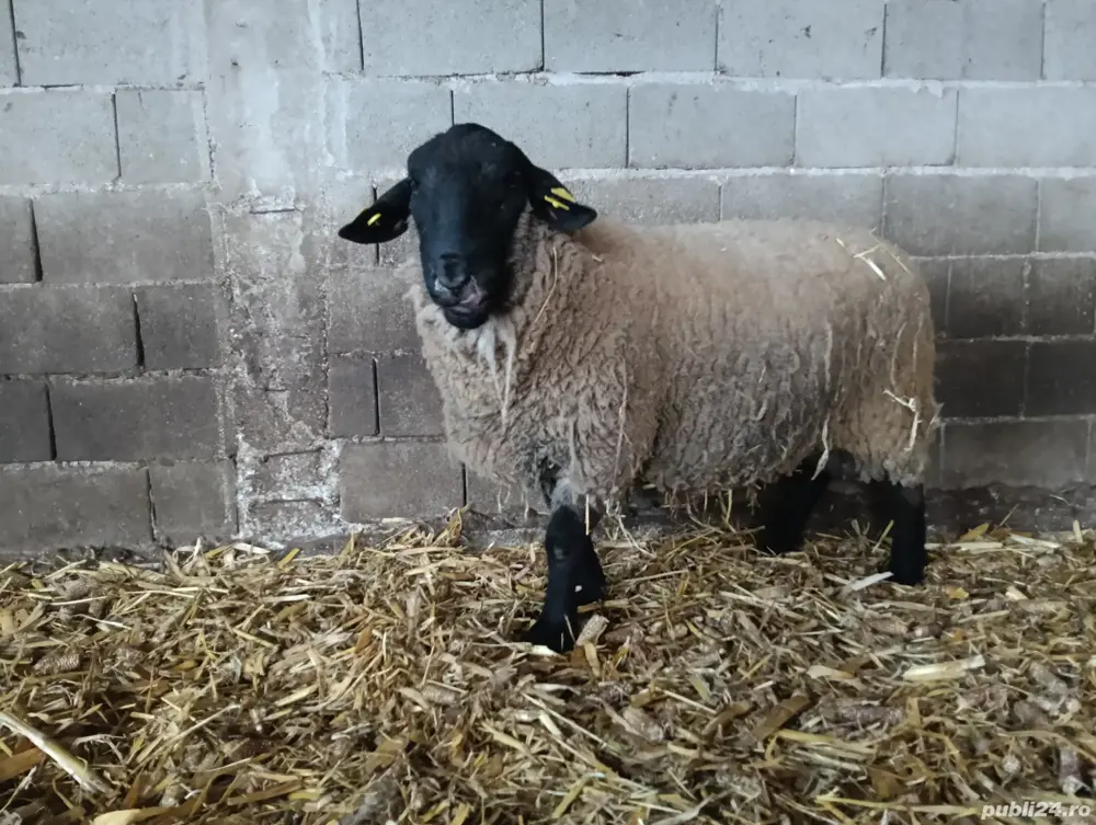 vand berbec rasa Suffolk  vand berbec rasa Suffolk