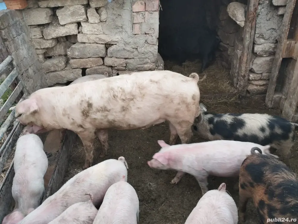 vand porci de diferite kilograme 