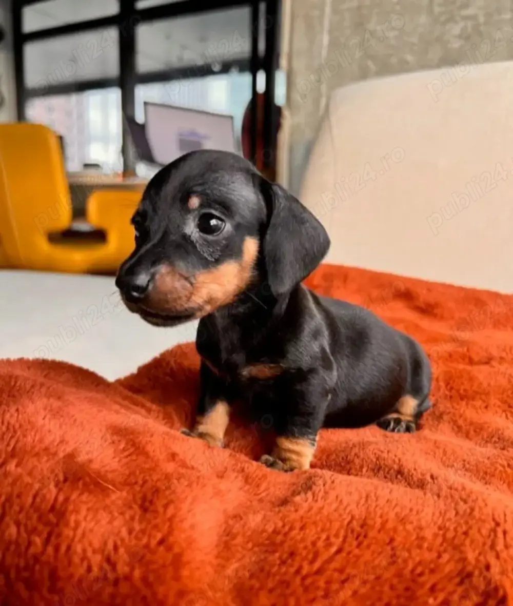 Vand 3 catei de 2 luni