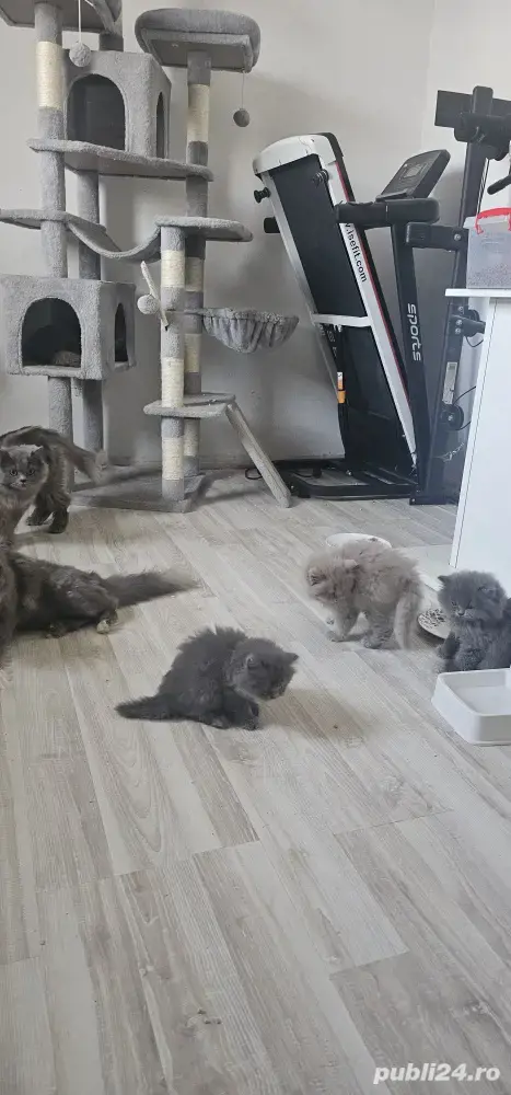 pisoiași vaccinați disponibili  pisoiași vaccinați disponibili